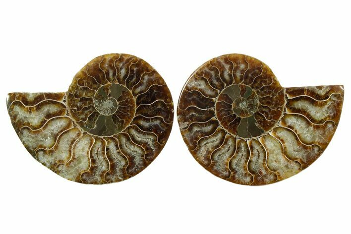 Cut & Polished, Agatized Ammonite Fossil - Madagascar #348985